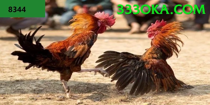 Đá Gà Trực Tiếp - 333ok