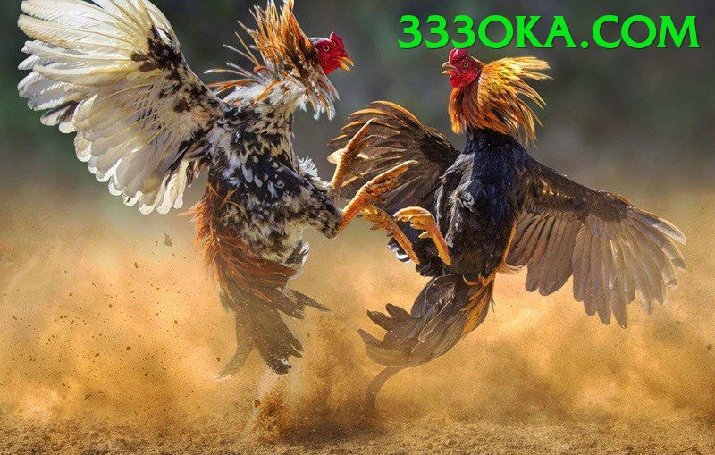 Trường Đấu Đá Gà Chuyên Nghiệp