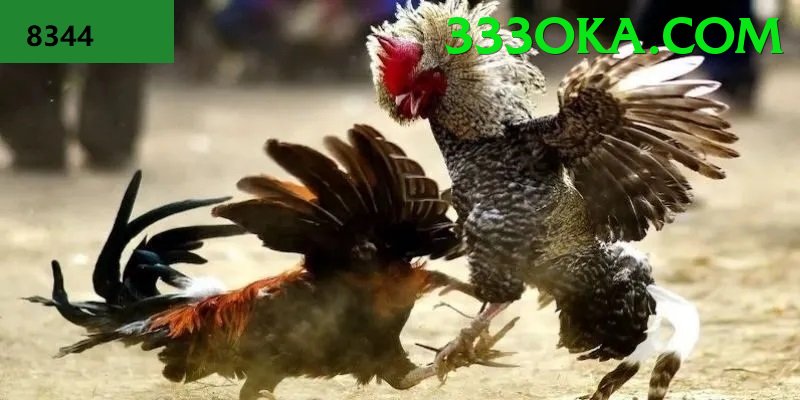 Cách Đọc Kèo Đá Gà